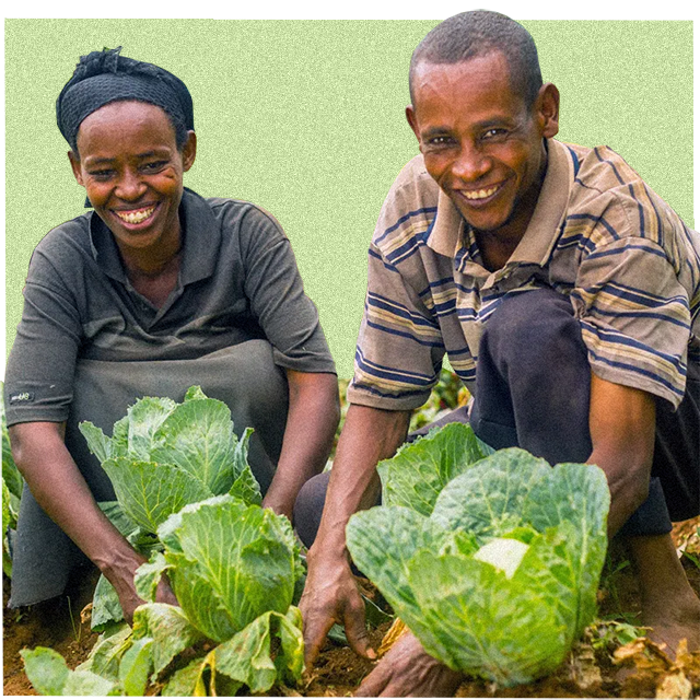 farmers harvesting the crop of veg